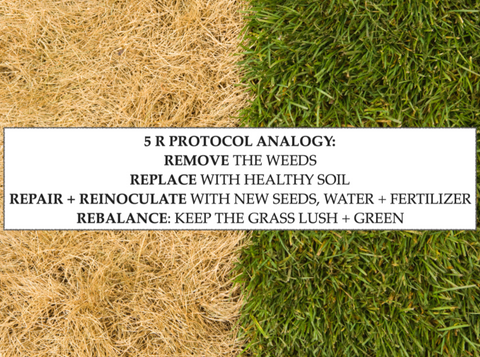 Dead grass vs. green grass, 5r protocol analogy: remove the weeds, replace with healthy soil, repair & reinoculate with new seeds, water & fertilizer, rebalance keep the grass lush & green