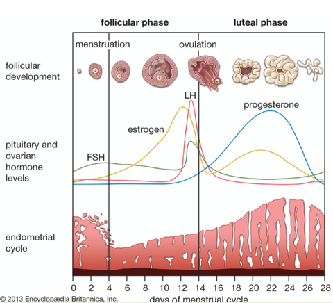 Period Cycle Development From Follicular Phase to Luteal Phase